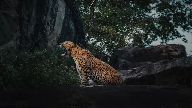 Yala national park lanka reizen